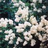 Privet Cheyenne Common #10 - Image 3
